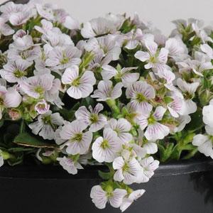 Gypsophila Pixie splash 10 semien